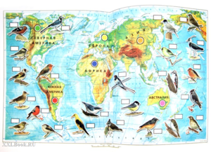 Какие виды крылатых покидают родные края первыми