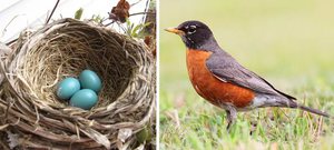 Дрозд в гнезде