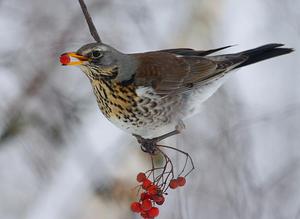 Дрозд - рябинник на дереве