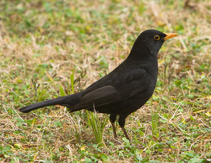 Черный дрозд на воле