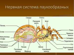 Анатомия нервной системы