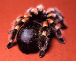 Волосяной покров 