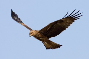 Коршун-враг лягушки