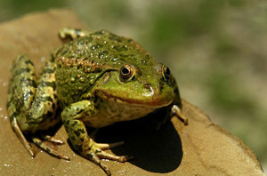 Озерная лягушка-описание