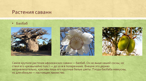 Растения саванны: уникальная флора засушливых равнин