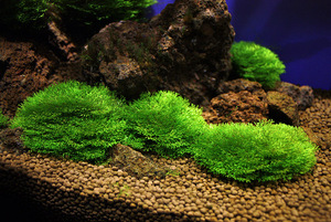 Растение Риччия