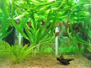 Растение Кринум таиландский