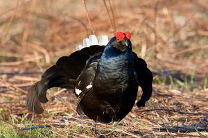 Внешние характеристики