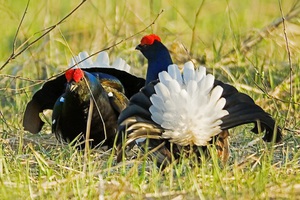 Обитание тетеревов