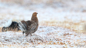 Самка тетерева