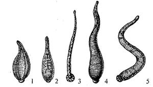 Восьмиглазая 