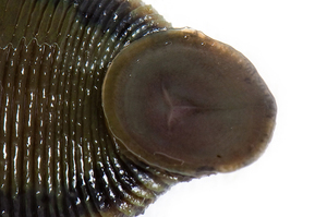 Описание пиявки 