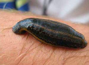 Размножение пиявок 