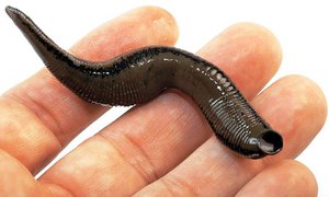 Польза и вред 