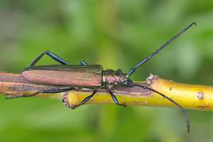 Рацион питания жука усача