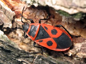 Внешний вид солдатиков