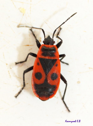 Как питается жук солдатик