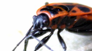 Как размножается клоп солдатик