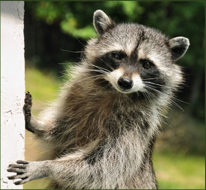 Питомец в домашних условиях 