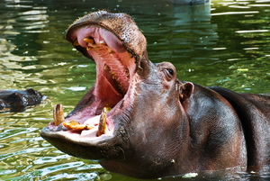 Где живёт и чем питается обыкновенный бегемот