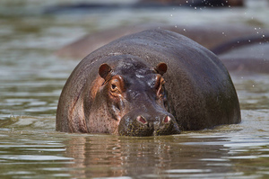Интересный факт -  гиппопотам не потеет
