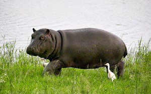 Гиппопотам в поисках пищи