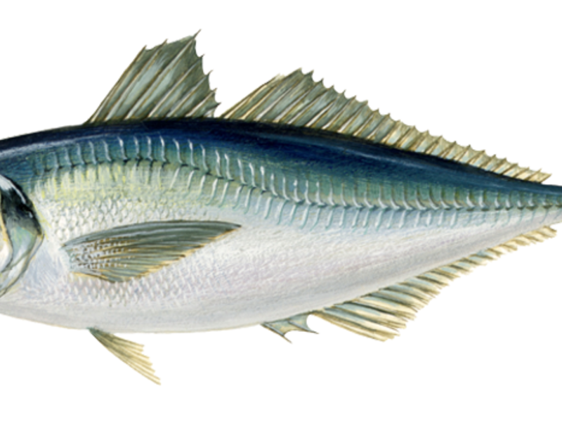 Ставрида черноморская