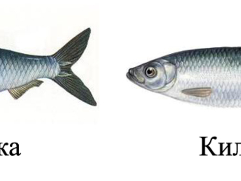 Тюлька и килька 
