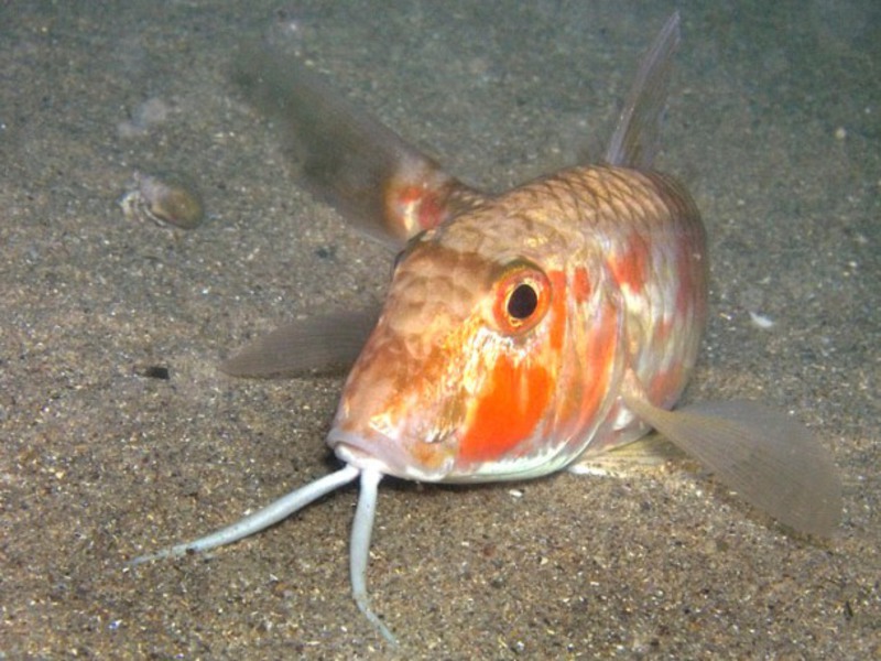 Красная барабулька