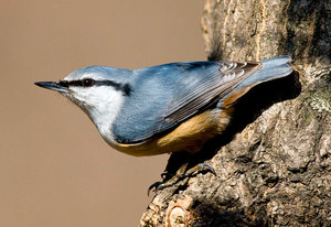 Птица поползень обыкновенный