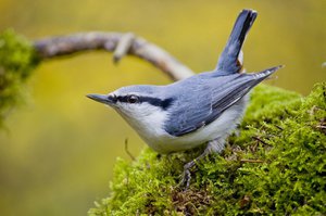 Птичка поползень