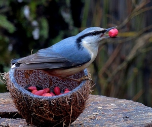 Чем питается поползень