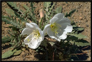 Лилия пустыни