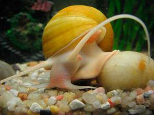 Условия для выращивания улиток