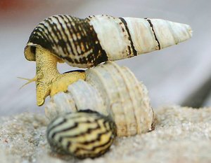 Тиломелания в каких условиях должна жить