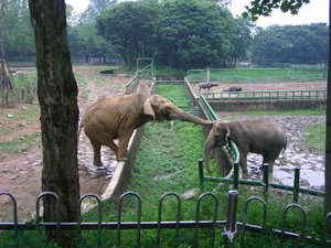 Что едят слоны в природе