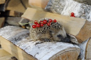 Питание ежа в домашних условиях