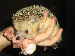 Ежик - уход и кормление