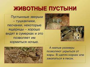 Природа пустыни