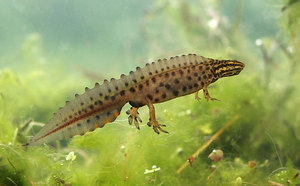 Тритон обыкновенный-описание