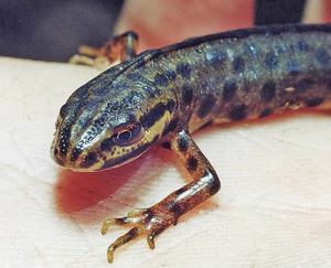 Чем кормить тритона в домашних условиях: рацион и советы