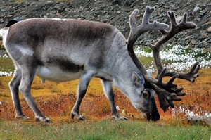 Флора и фауна тундры: особенности и адаптация