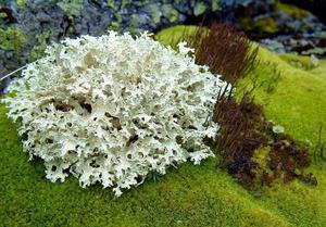 Описание особенностей фауны и флоры тундры