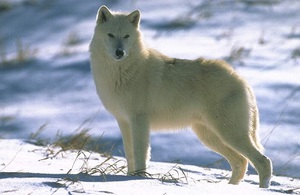 Описание животных, обитающих в тундре