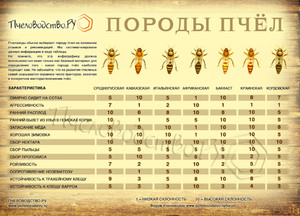 Популярные породы пчёл: описание, фото и особенности содержания