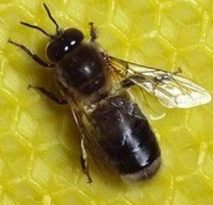 Темная европейская пчела