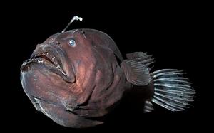 Европейский удильщик - хищник