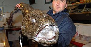 Пойманный морской чёрт (удильщик) 