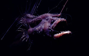 Глубоководный американский морской чёрт