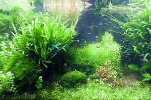 Где используется таиландский папоротник